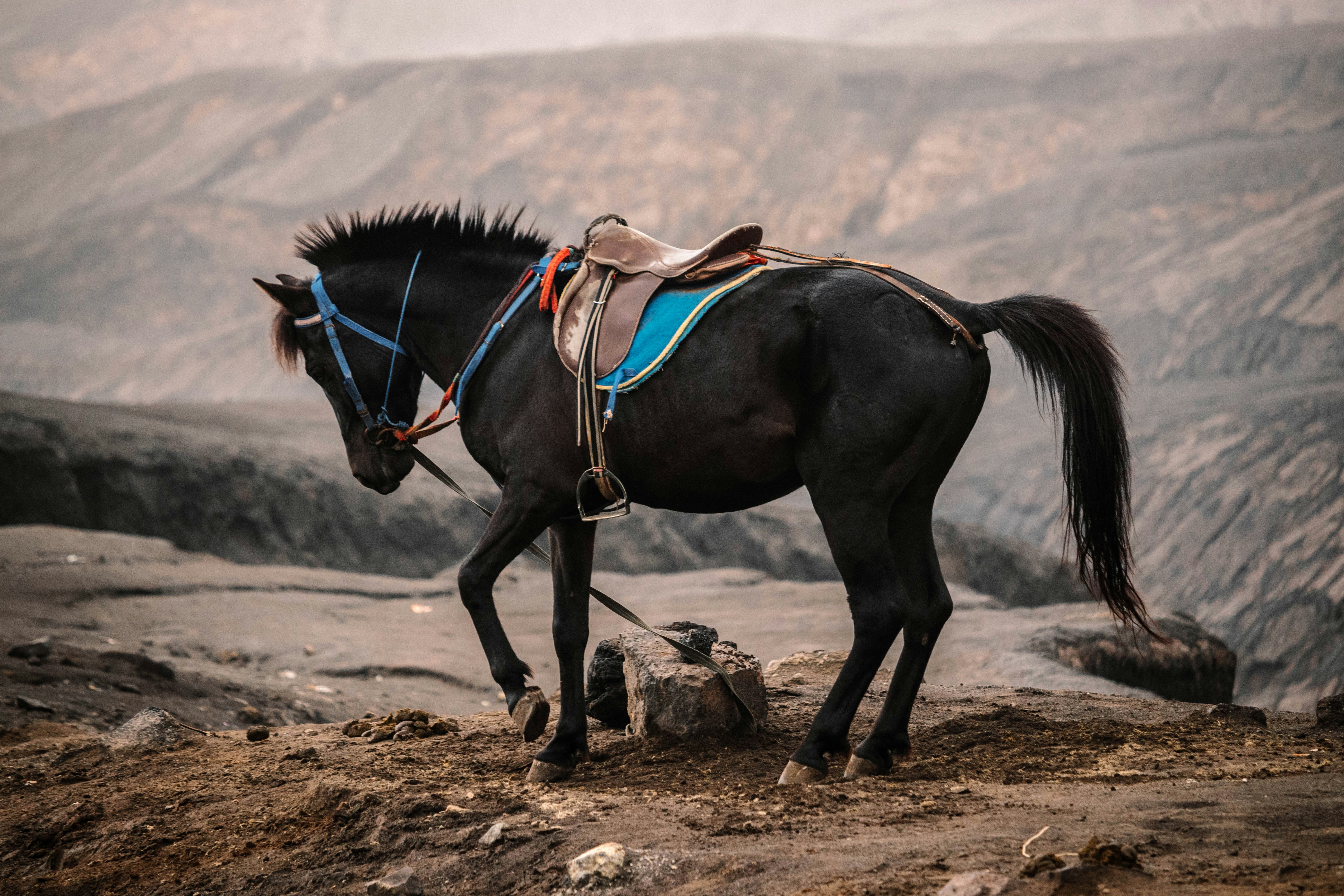 black horse running on brown sand during daytime